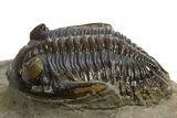 Hollardops Trilobite Fossil - Ofaten, Morocco #319944-2